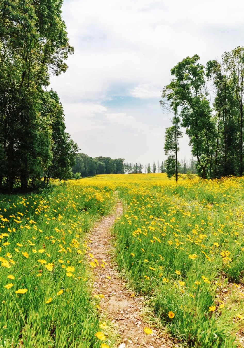 金鸡菊花海旅游攻略,金鸡菊花海美景