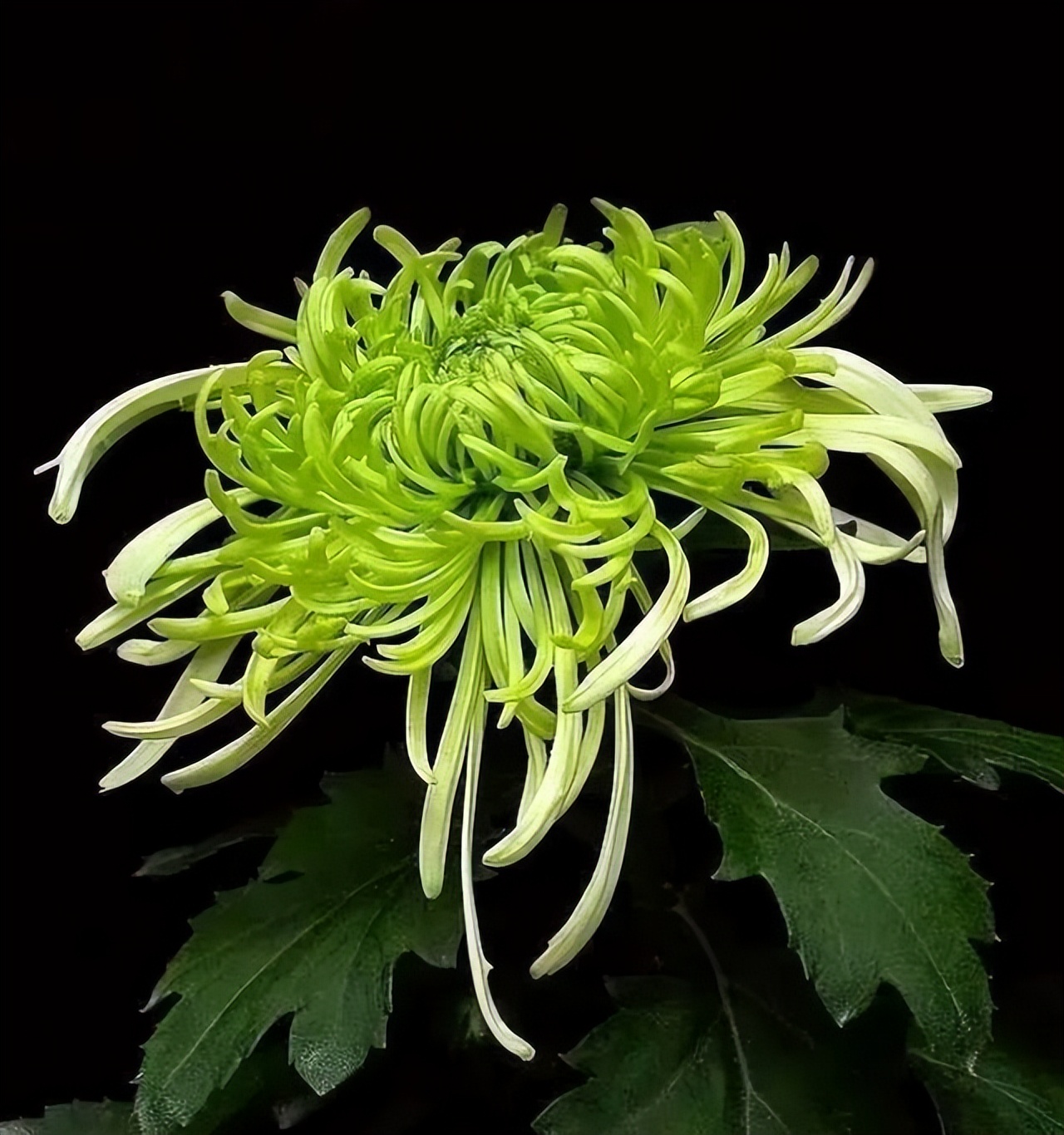 中国十大名花排行榜及图片,中国十大名花明细