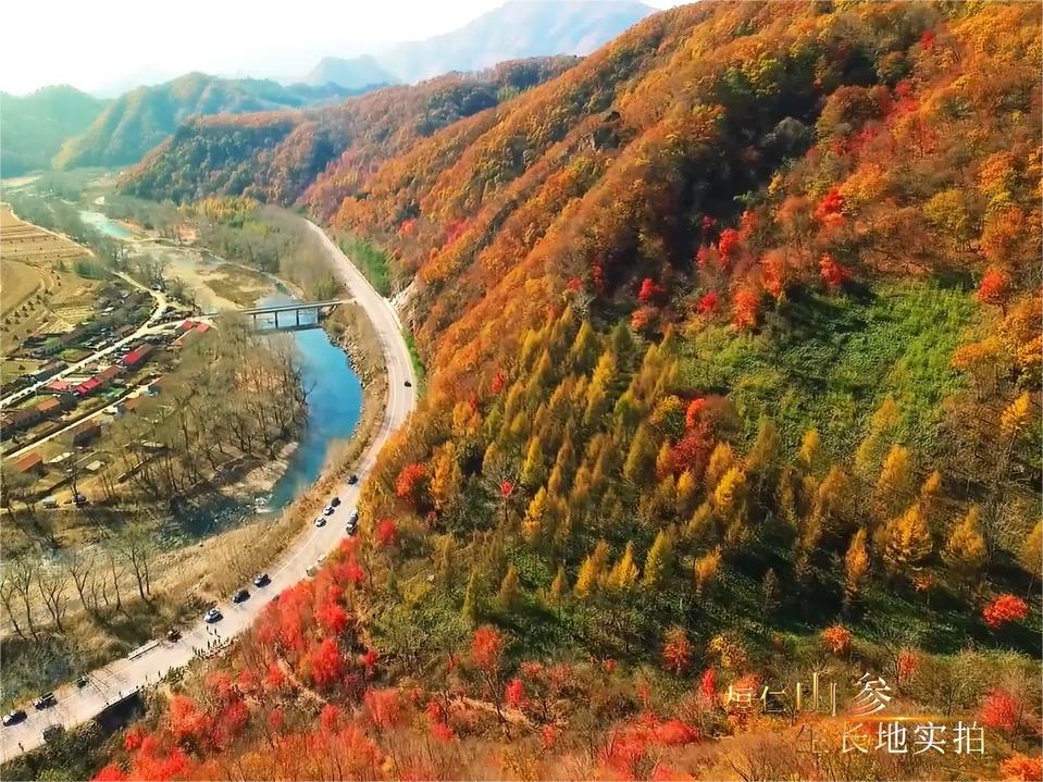 桓仁县山参之乡,桓仁山参是什么