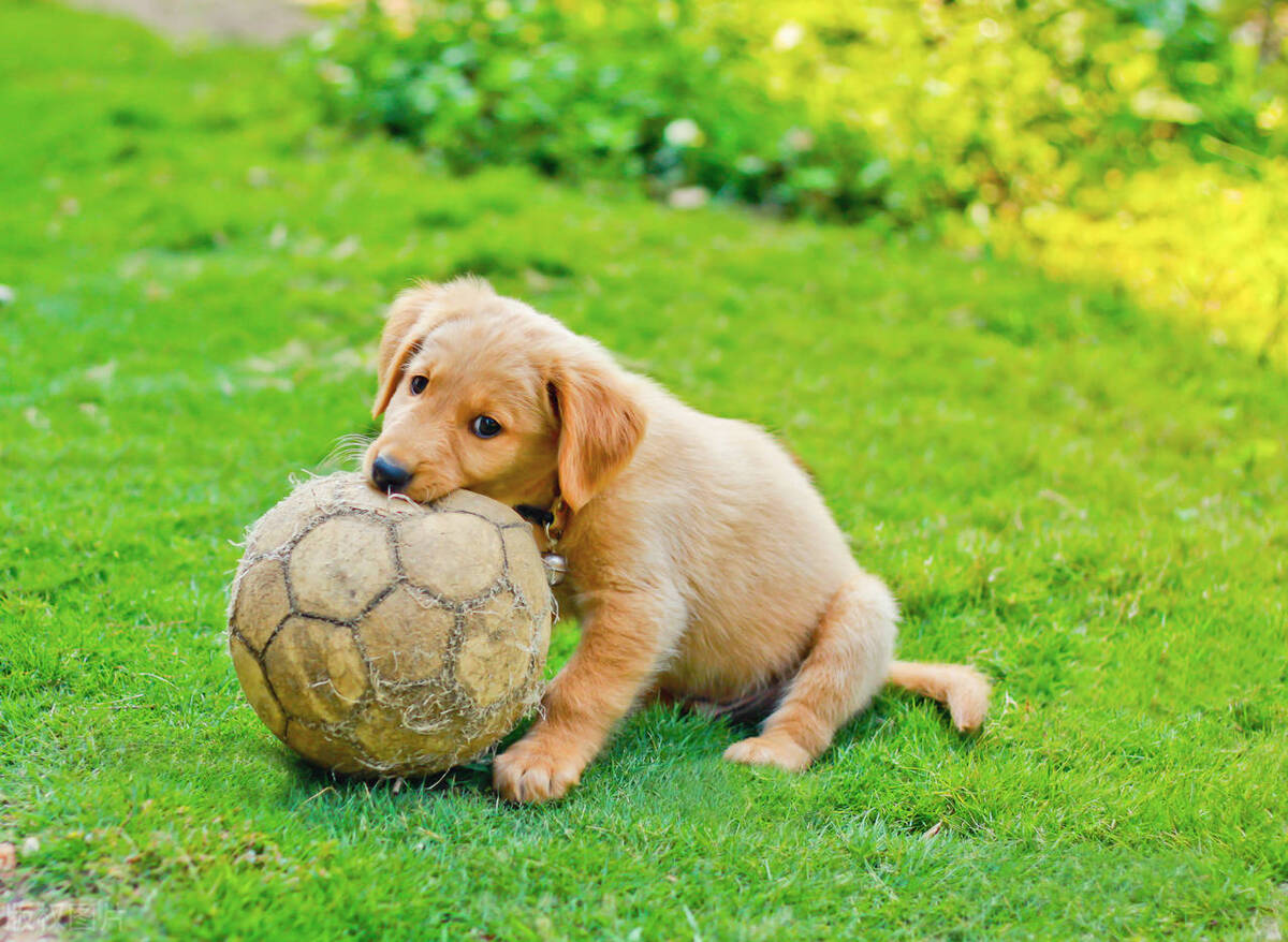 现在世界杯足球赛的冠军奖杯定名,第一座世界杯冠军奖杯叫什么