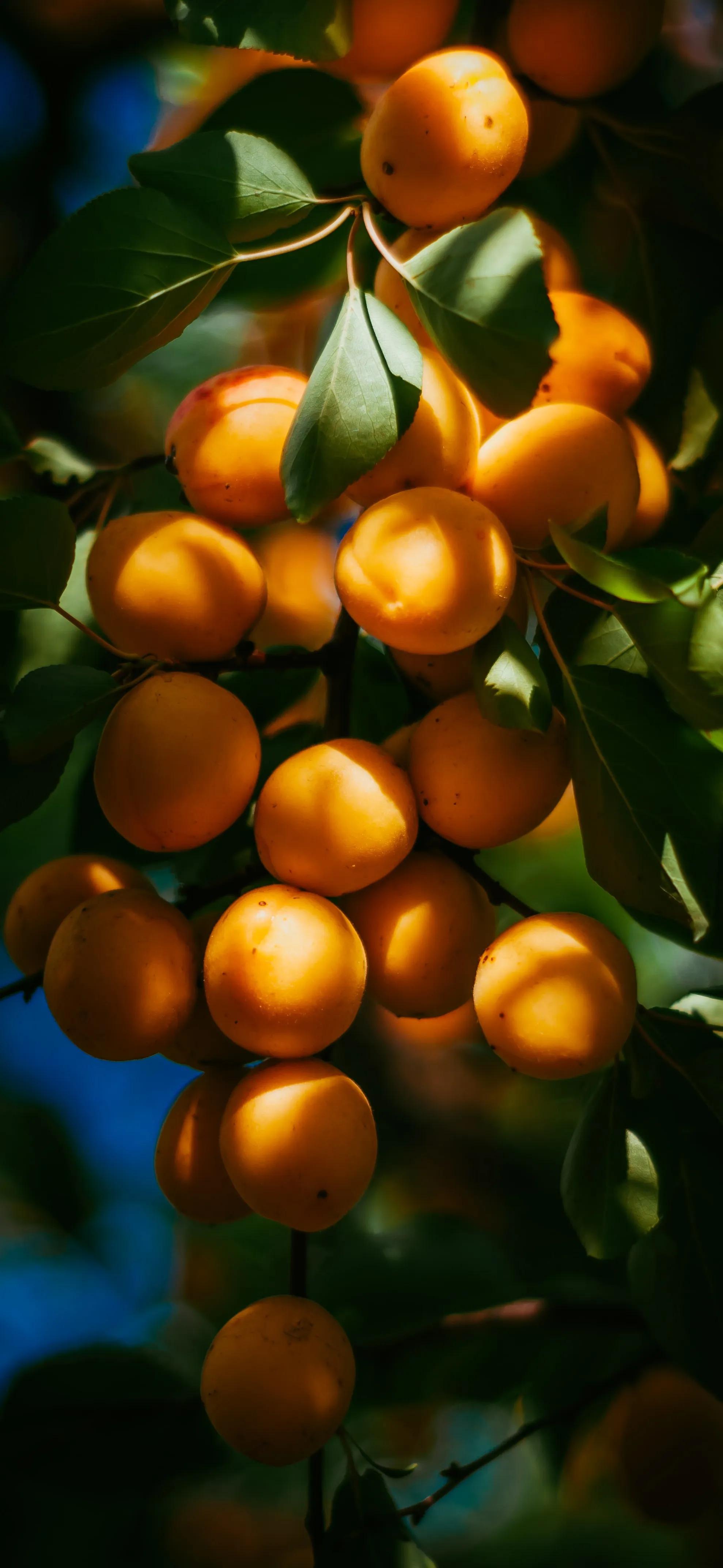 高清全面屏手机壁纸,米奇壁纸高清全面屏