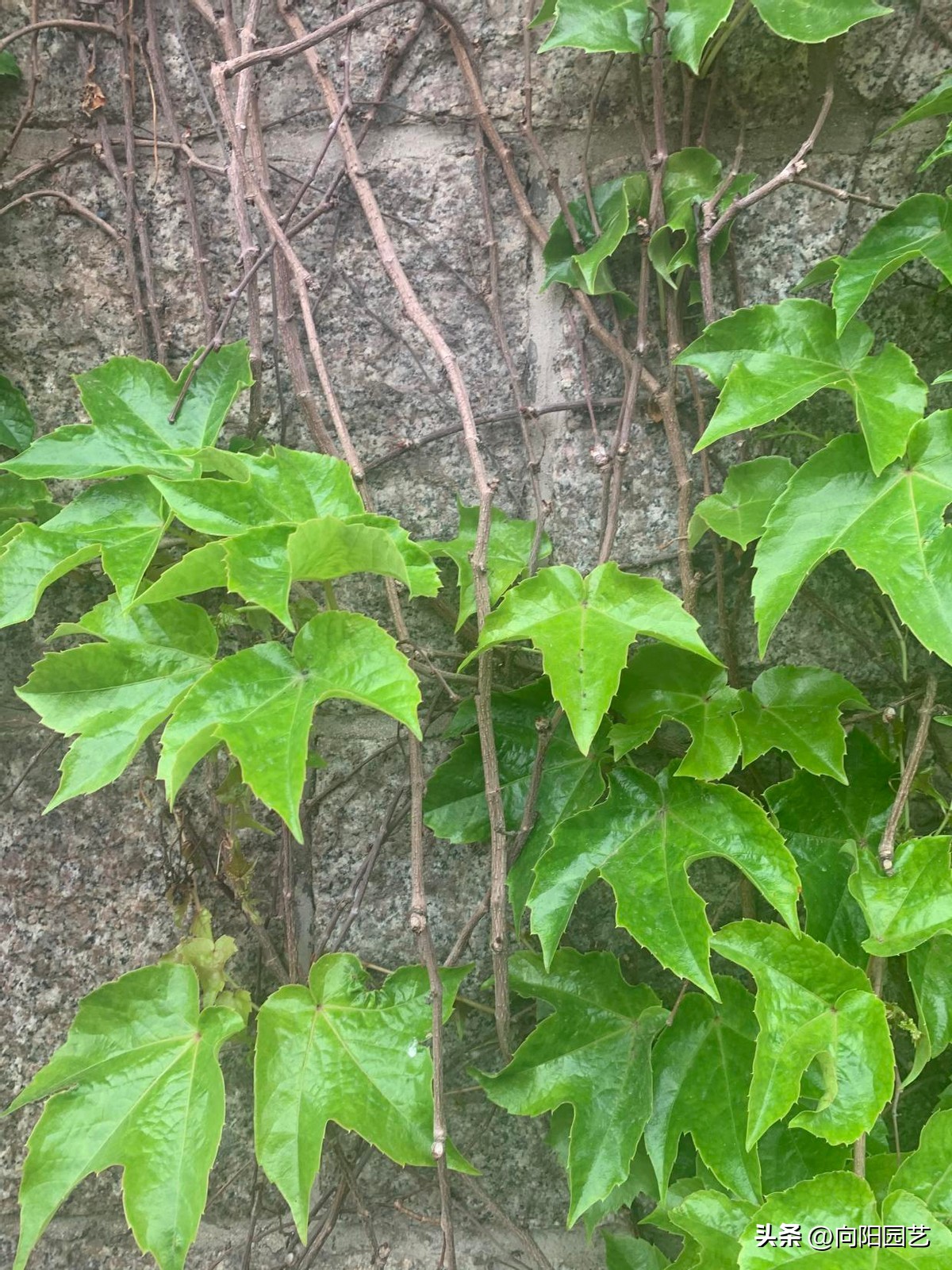 农村见到这2种花，一定要铲除，招蛇虫蚊蚁，严重破坏墙皮