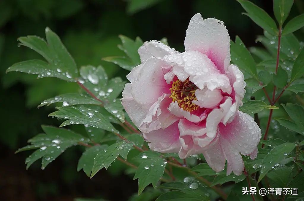 谷雨适合喝什么茶,谷雨喝什么茶叶