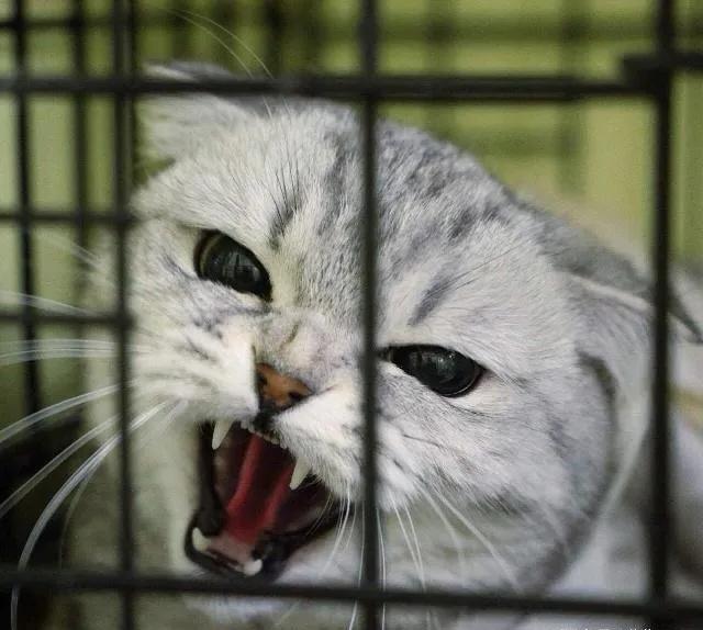 超级夸张假睫毛,超级夸张的妆