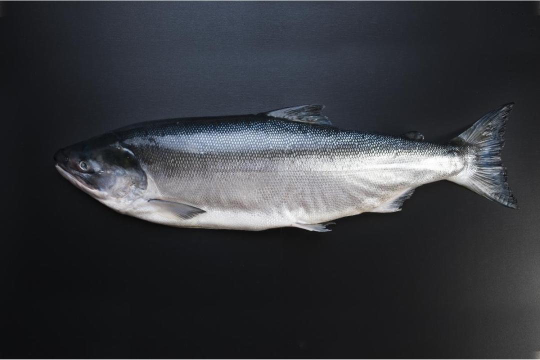 新西兰海鲜一览表,世界海鲜图片