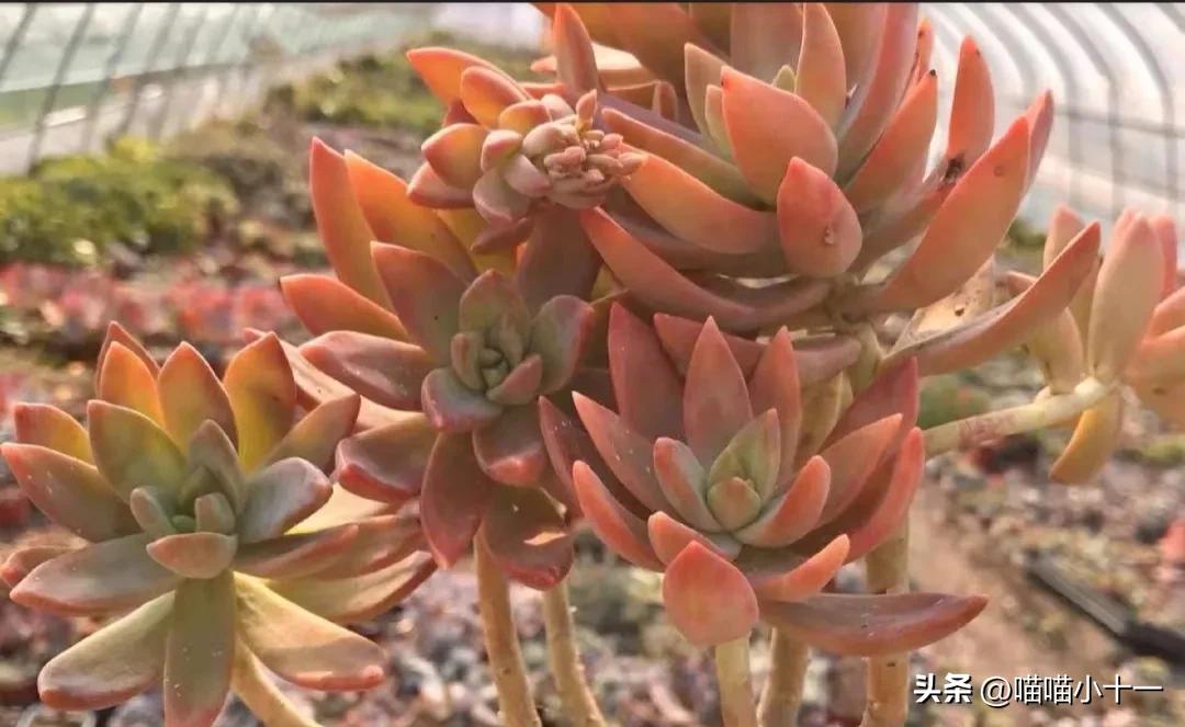 这10种多肉号称多肉界的奇葩,多肉最传统的100个种类