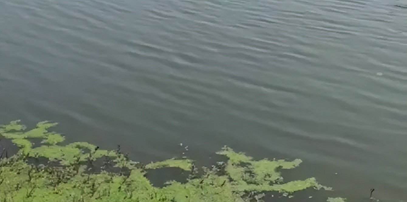 草鱼烂鳃病是怎么引起的,草鱼苗得了烂鳃病肠炎怎么治