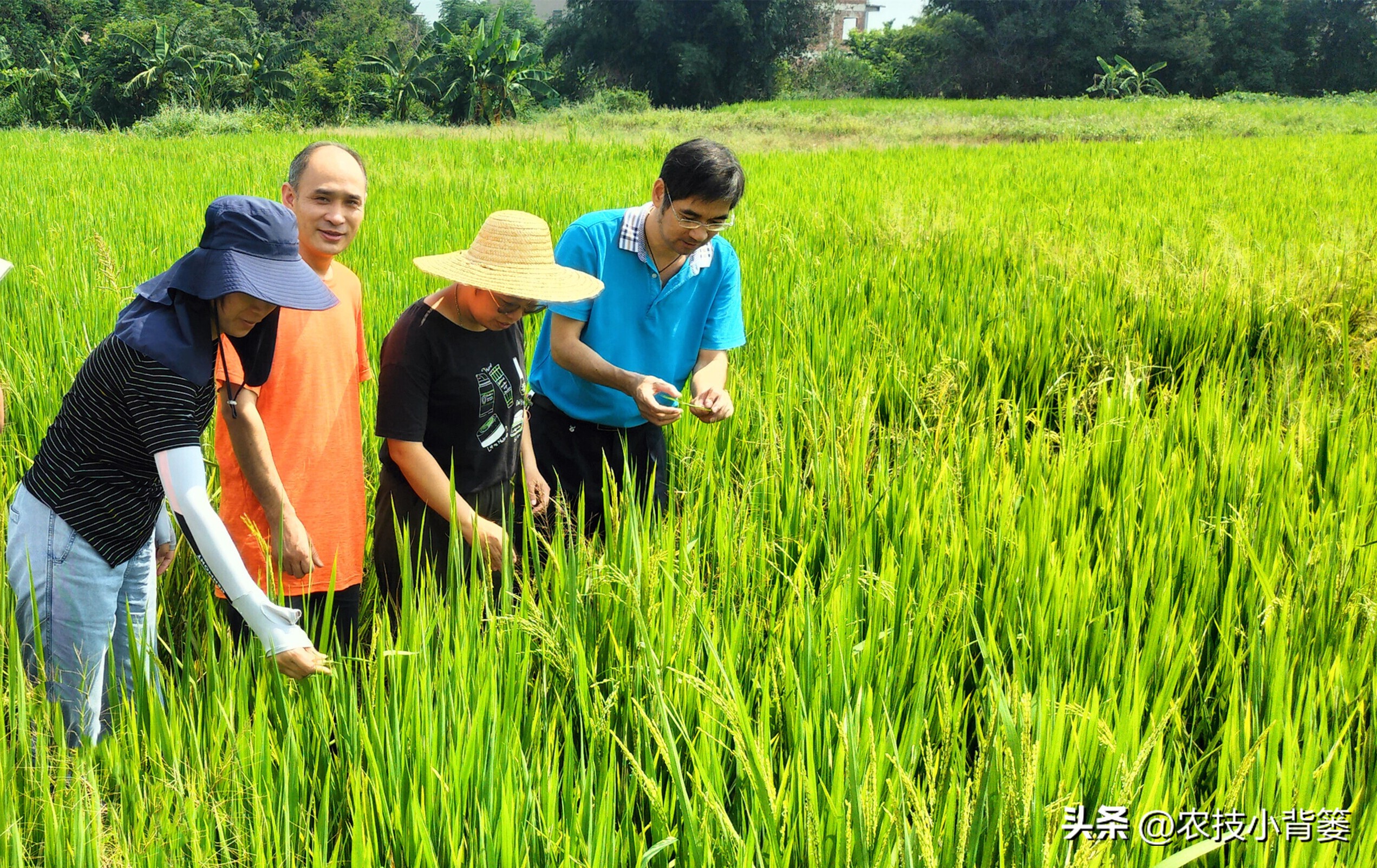 水稻稻苗发黄是什么病,水稻叶片发黄的原因及防治方法