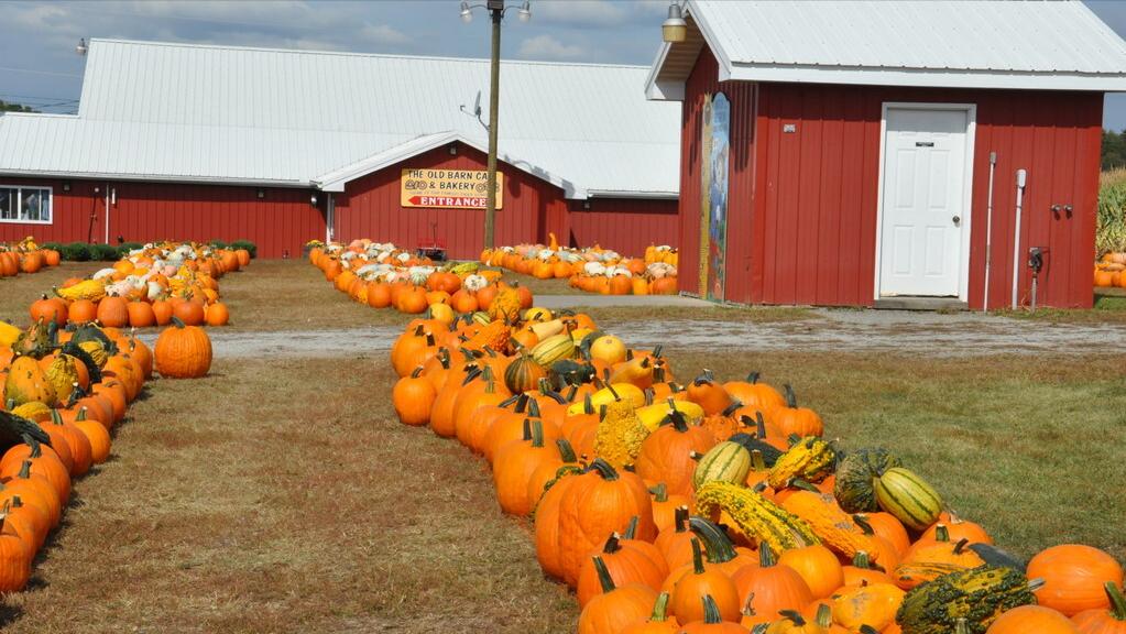 在农村怎样经营好一个家,家庭农场怎么运营需要什么手续