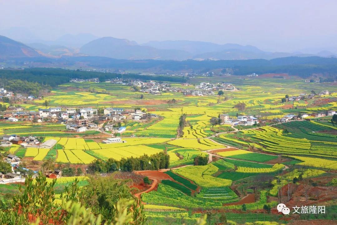 冬樱散场菜花香，蜂飞花间采蜜忙：用一天的时间去邂逅乡野风光