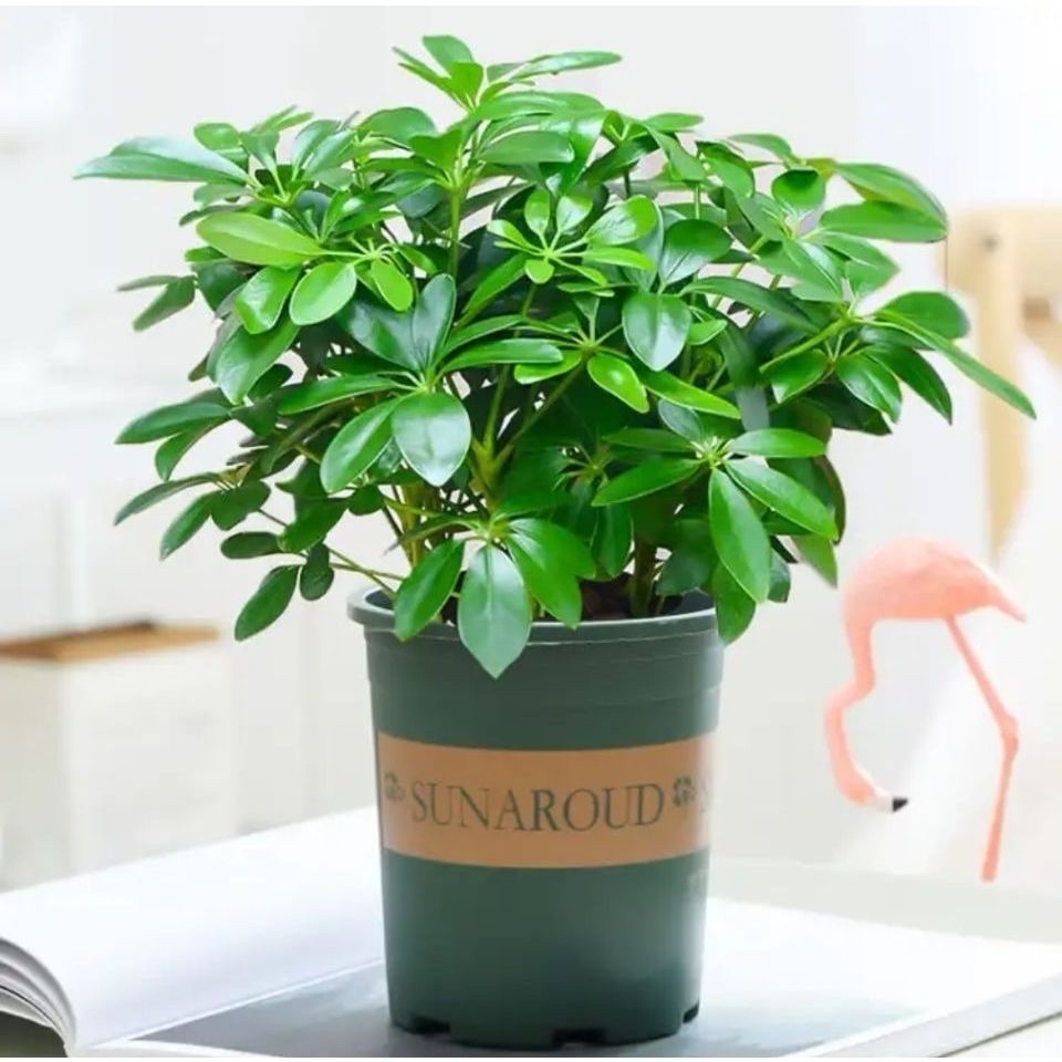 招财树怎么养？记住“4点”，枝叶繁茂四季翠绿，家中财运旺