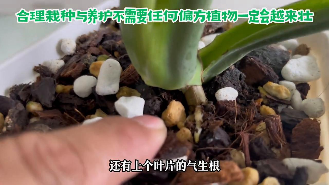 龟背竹横栽,龟背竹横着长造景