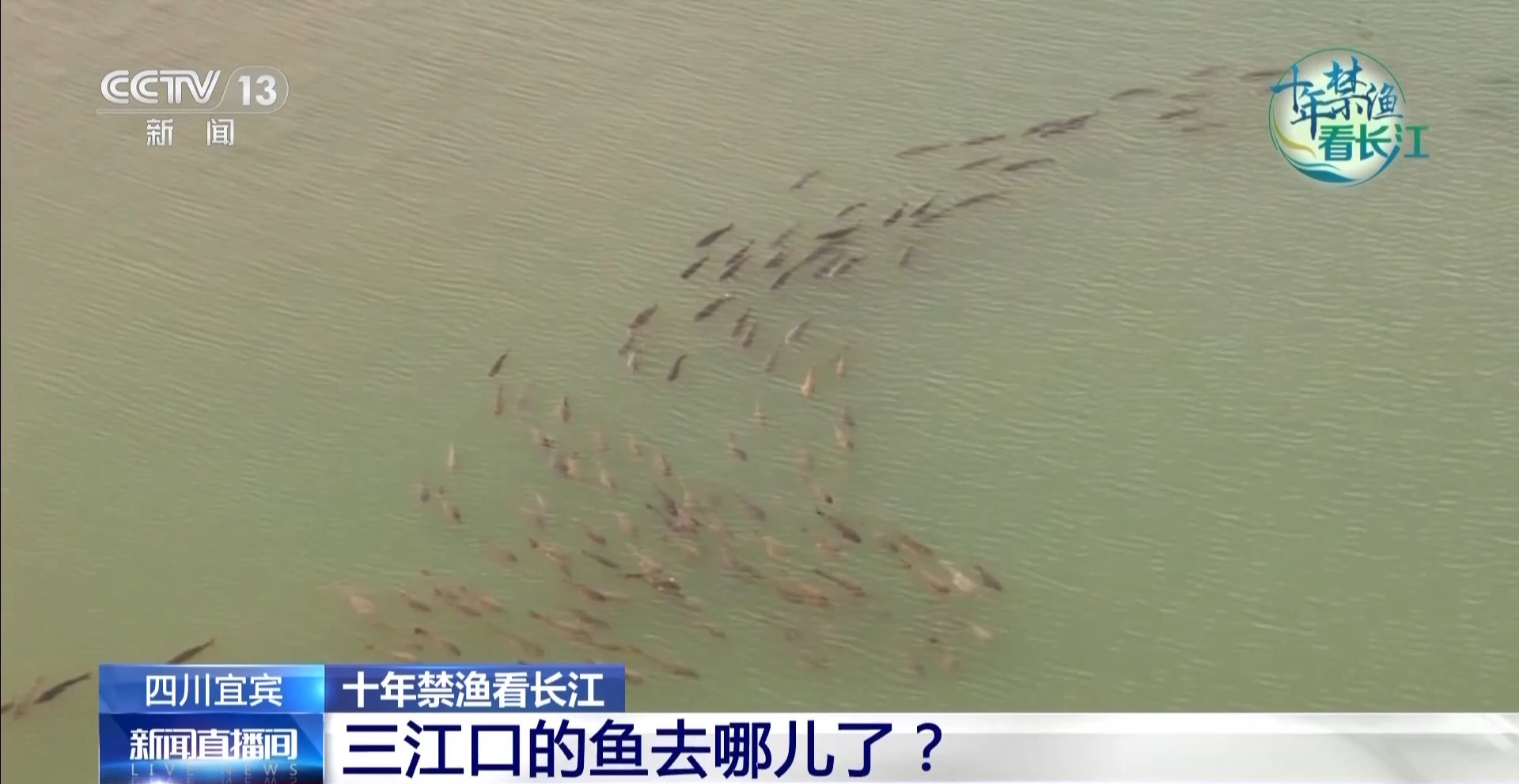 长江禁渔鱼类数据变化,长江禁渔三年多鱼儿们过得怎么样