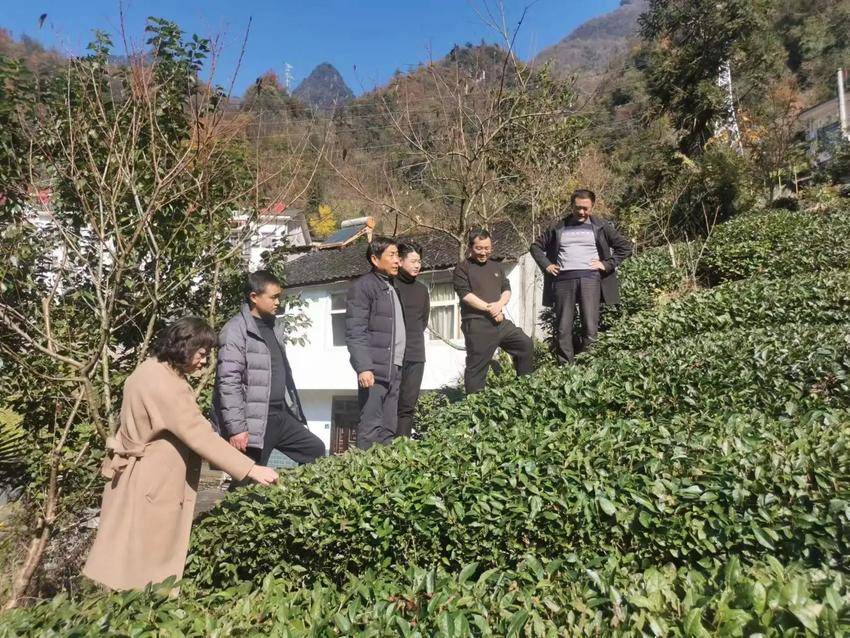 神农架木鱼茶园,木鱼镇春暖茶飘香茶农采摘忙
