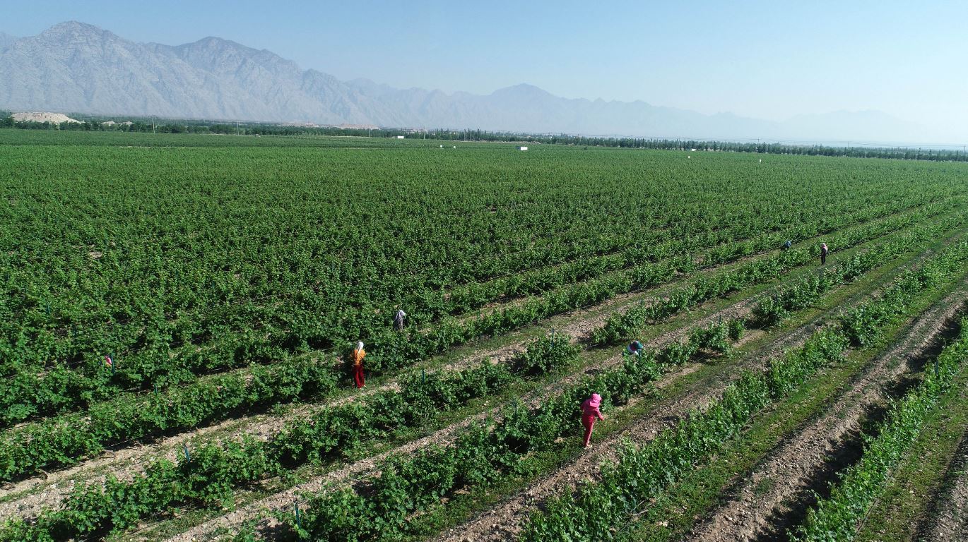 张裕全球夺冠葡萄酒,张裕香槟葡萄酒