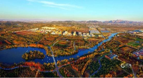 西海岸新区张家楼：以文塑旅、以旅促产，乡村振兴“一池春水”正激荡