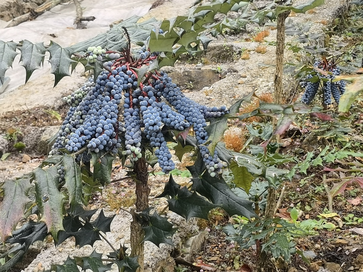 九死还魂草复活的视频,九死还魂草复活