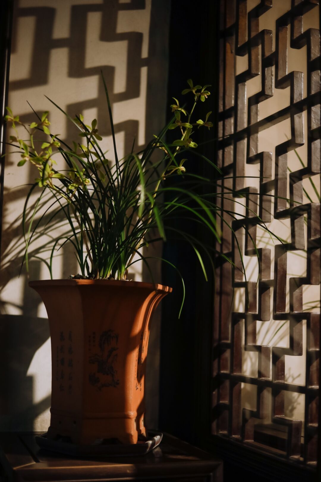 上海曲水园菊花展,曲水园兰花展