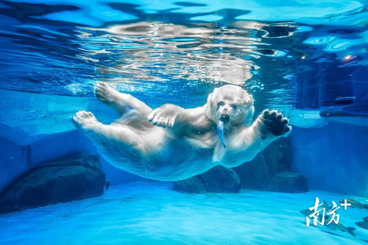 茂名海昌海洋公园进度,茂名海昌海洋公园