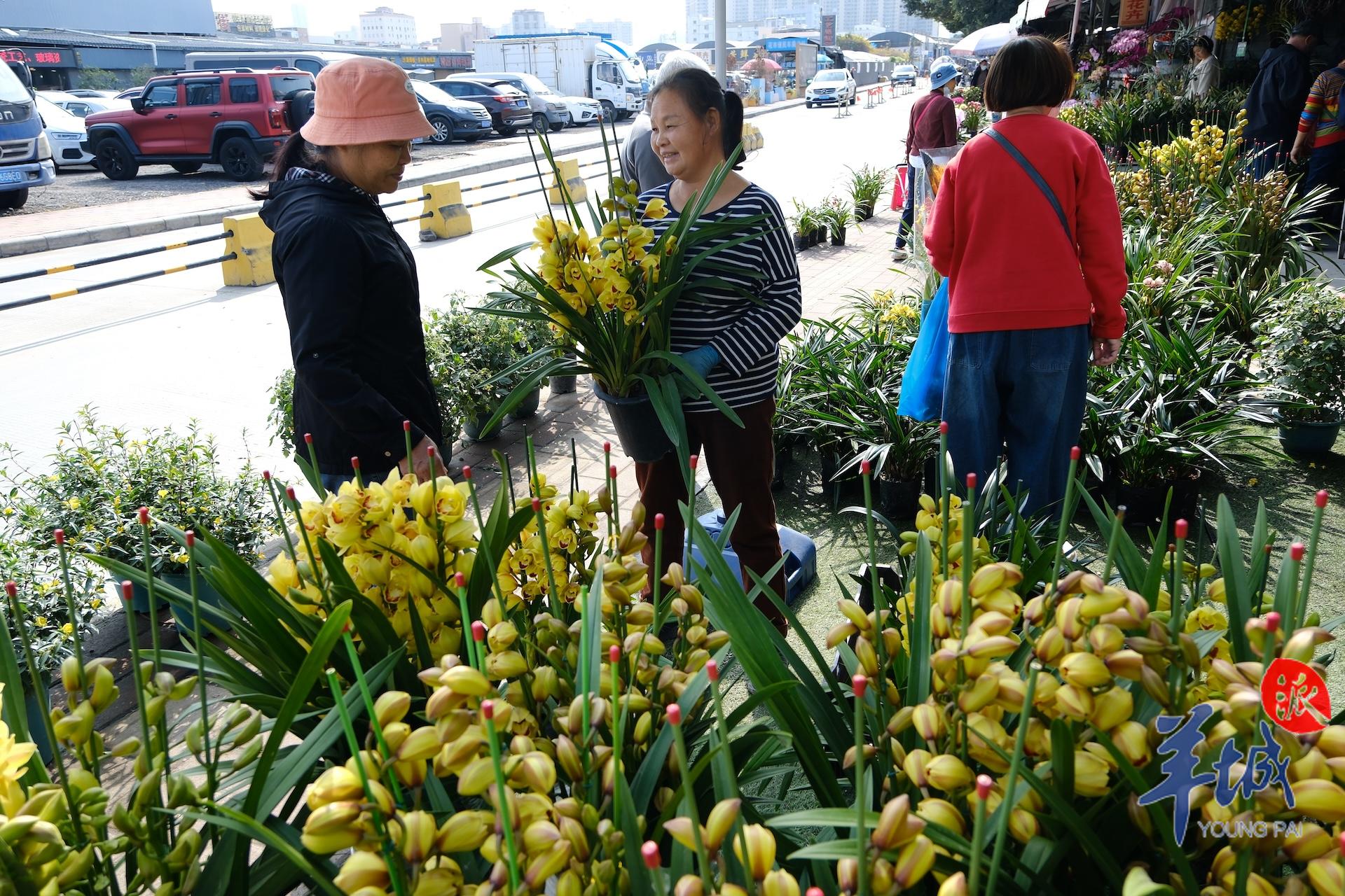 广州年花批发哪里最便宜,广州年花批发价格查询