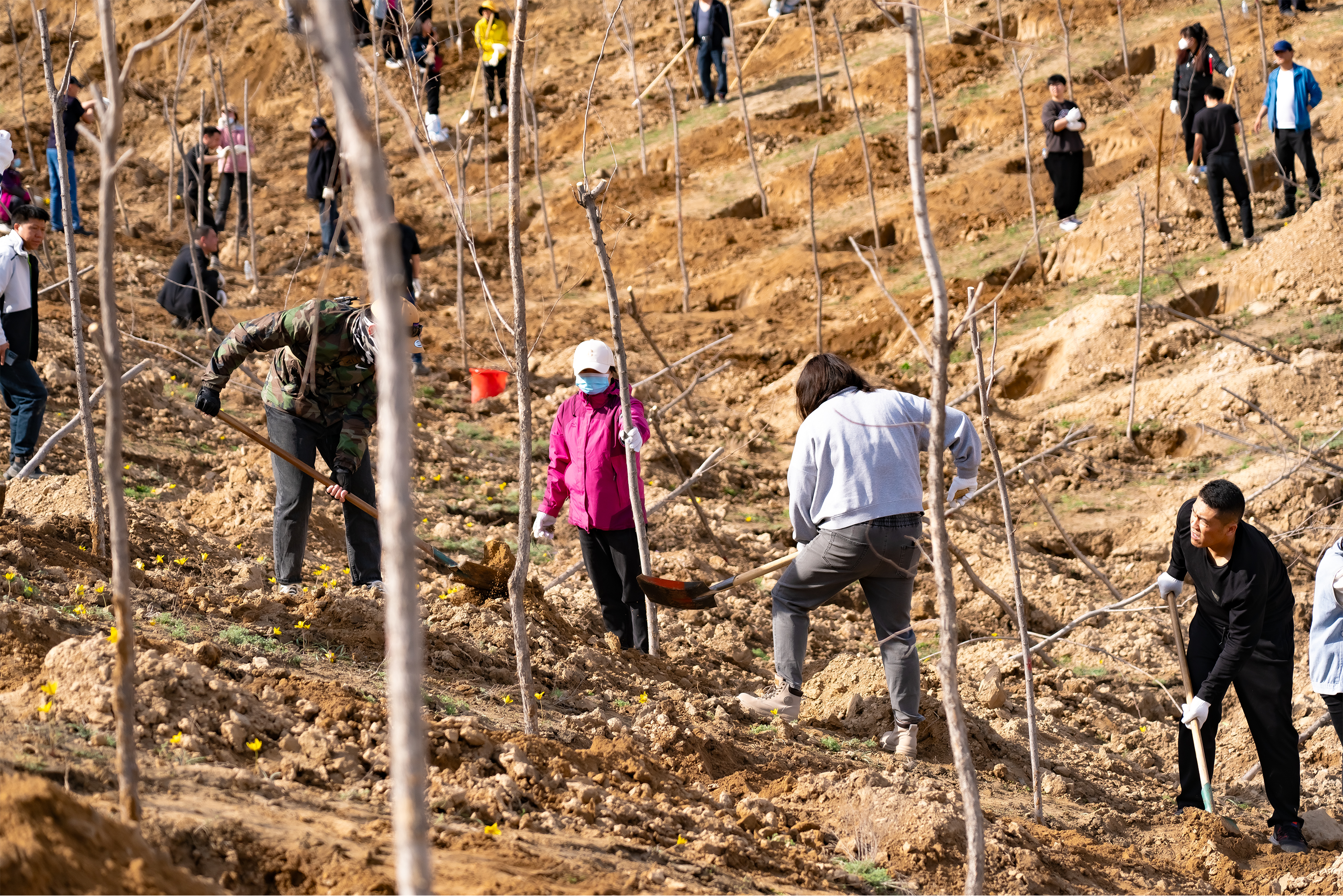 春季植绿正当时米东区再添380亩新绿