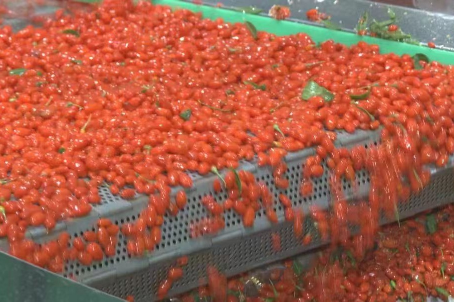 甘肃白银枸杞,白银市靖远县枸杞