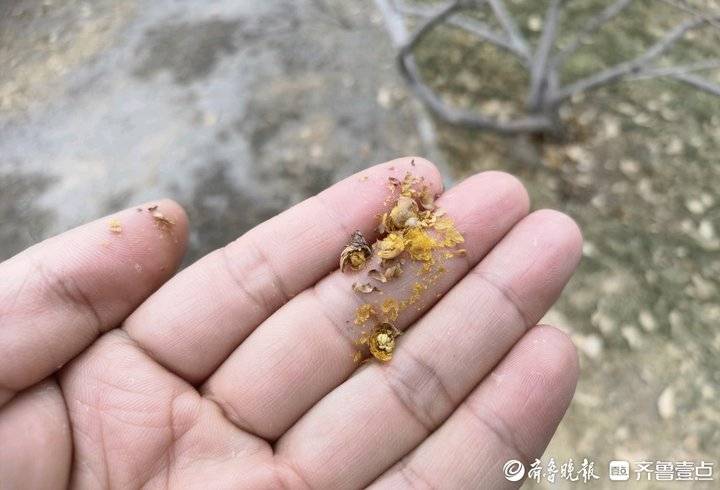 千佛山腊梅园的腊梅开了,千头菊冻死了