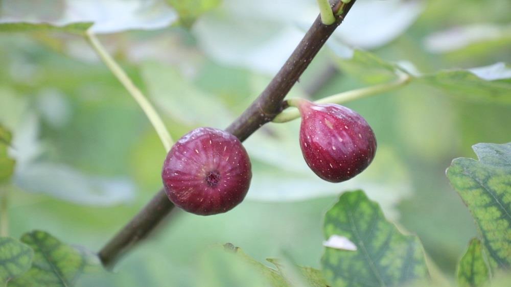 无花果新品种梦幻甜蜜,新田无花果专卖店