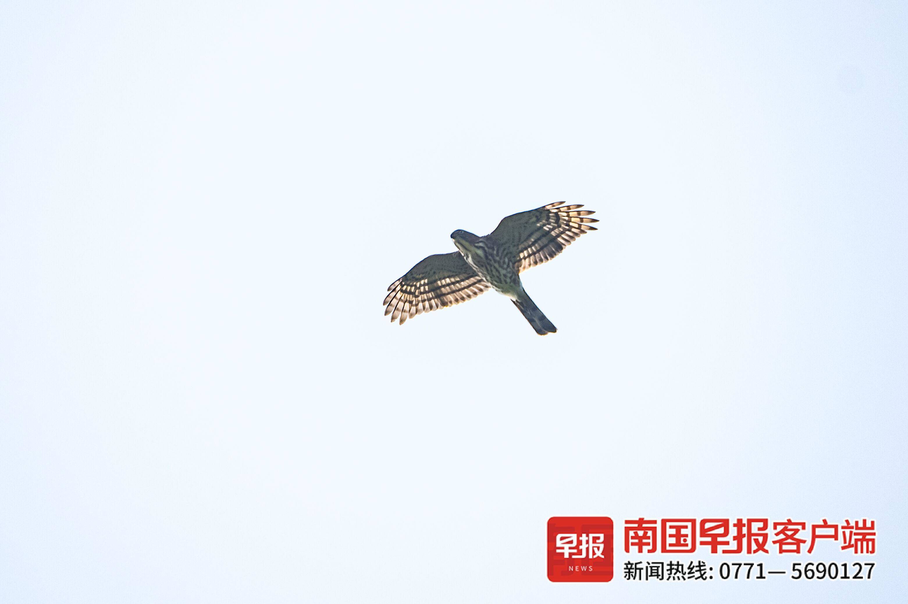 北海上空频繁出现飞机低空飞行,北海冠头岭猛禽在哪