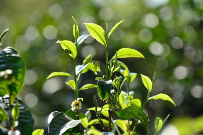 请你喝一杯普洱茶完整版,请你喝一杯普洱