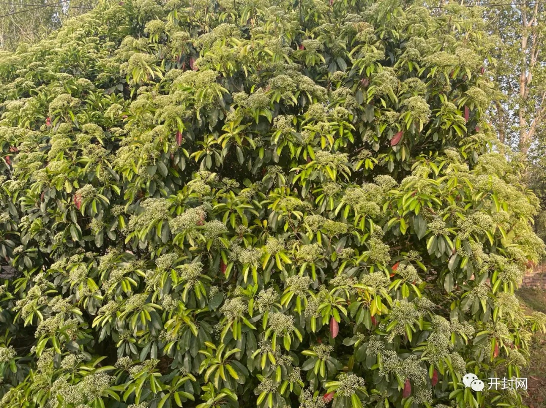 我叫……我向全开封人道歉!