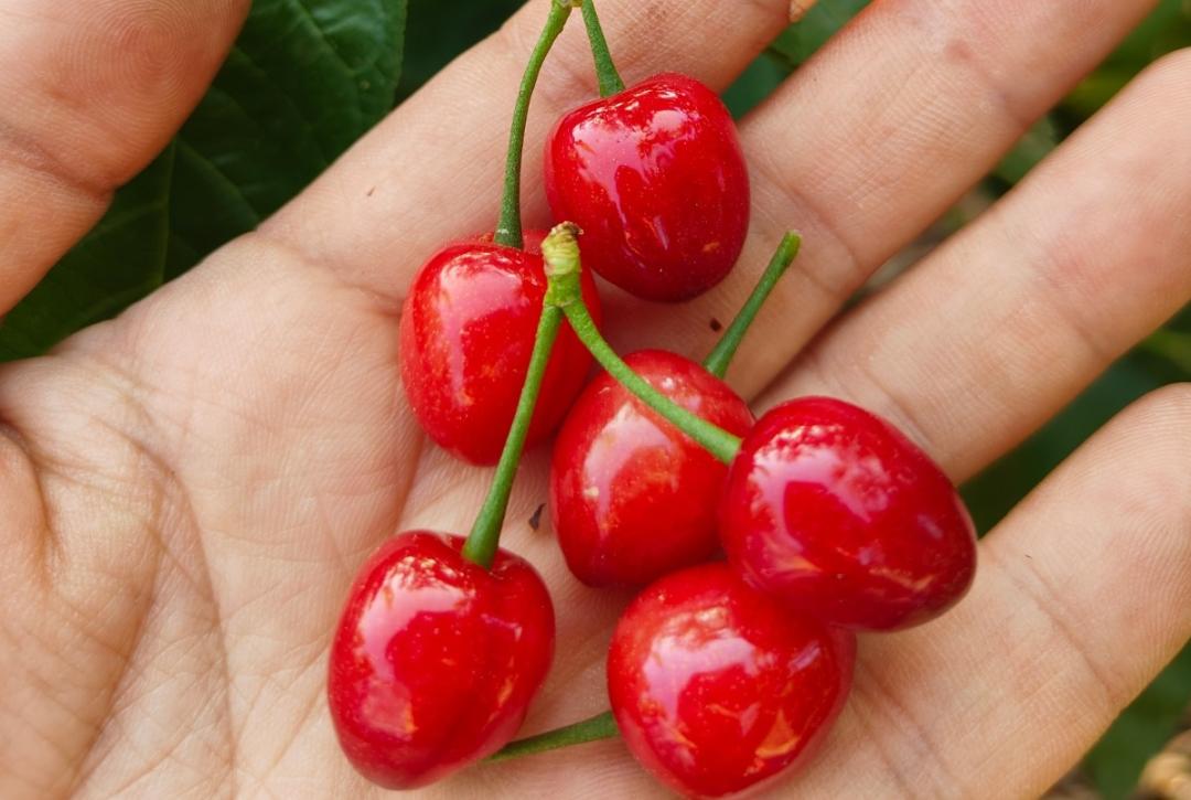 宜良附近樱桃采摘,宜良上米户樱桃熟了吗