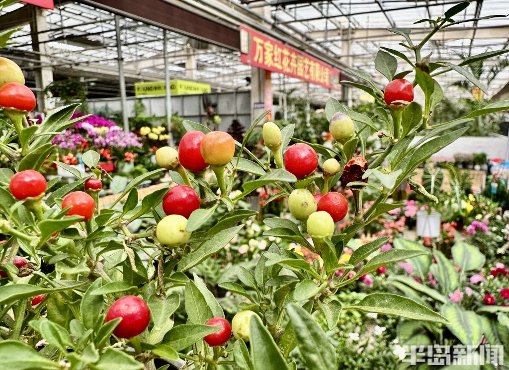 青岛高档绿植花卉,青岛春天的花卉