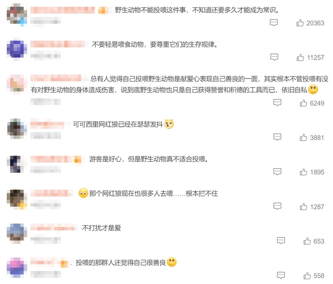 网红狐狸死在雪地里原因,网红狐狸死在雪地里知名景区回应