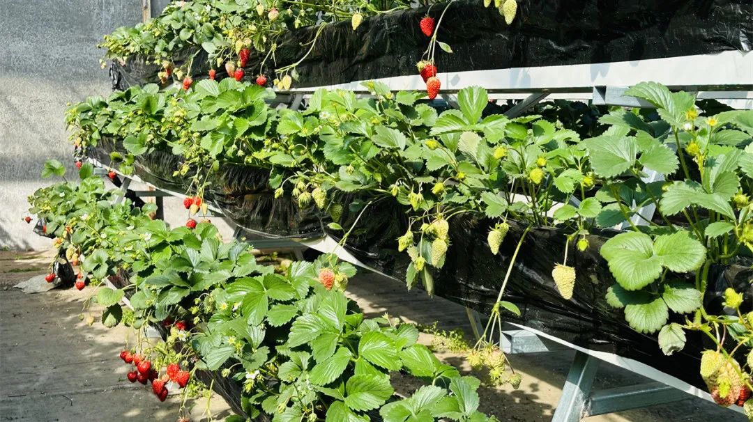 昌平可以摘草莓的地方,昌平摘草莓