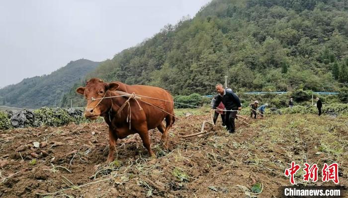 关于安顺市的乡村振兴,贵州安顺市乡村振兴的图片