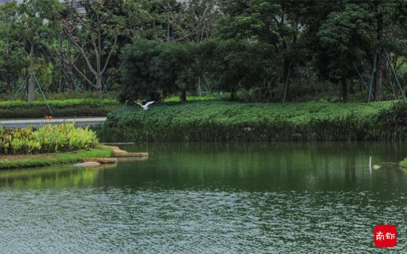 打造山水田园城市！光明区水务局获省级荣誉