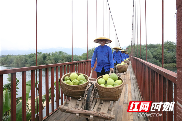 江永香柚黄,江永香柚好吃吗
