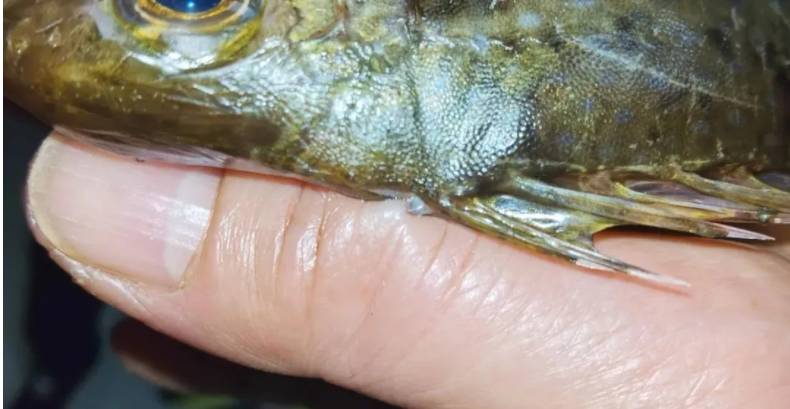 一女子被鱼鳍刺穿手指,一女子被鱼鳍刺伤