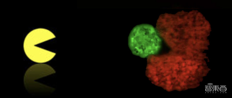 全球首例活体机器人生娃,能生娃的机器人有卵子吗