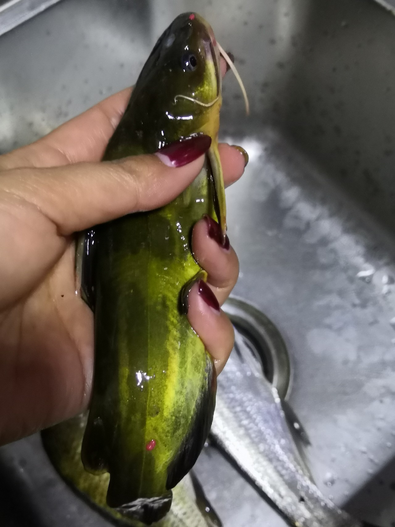 梅子姐这次选了没有打窝的钓位，渔获究竟如何呢