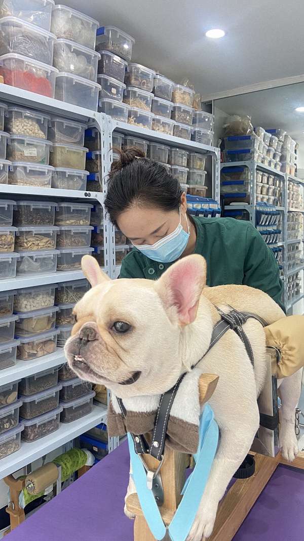 法斗在家泡药浴,自己在家给法斗泡药浴