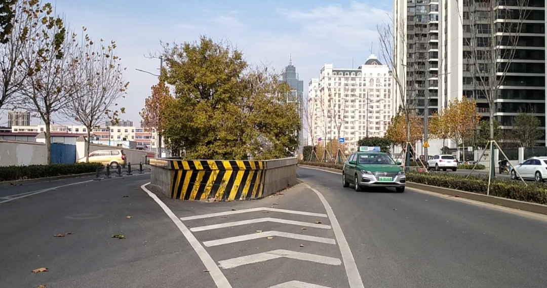 皂角树郑州,郑州桐柏路千年皂角树