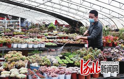 石家庄现代农业直播间,河北农民丰收节直播栾城