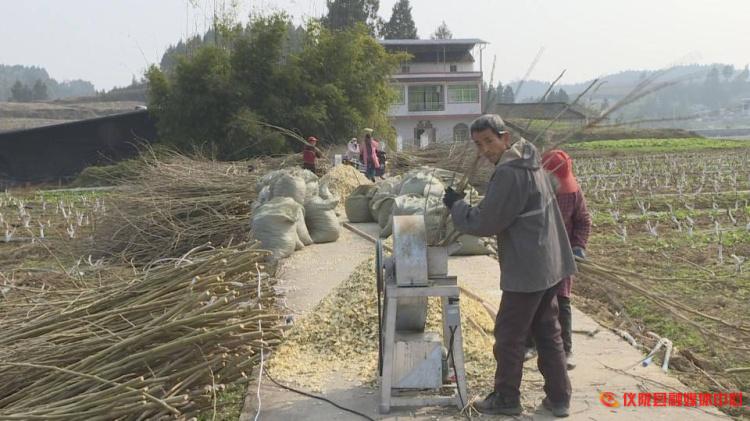 桑枝怎么废物利用,桑枝加工入药视频