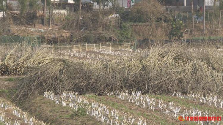 桑树枝怎么加工成药材,桑枝粉碎后的用途