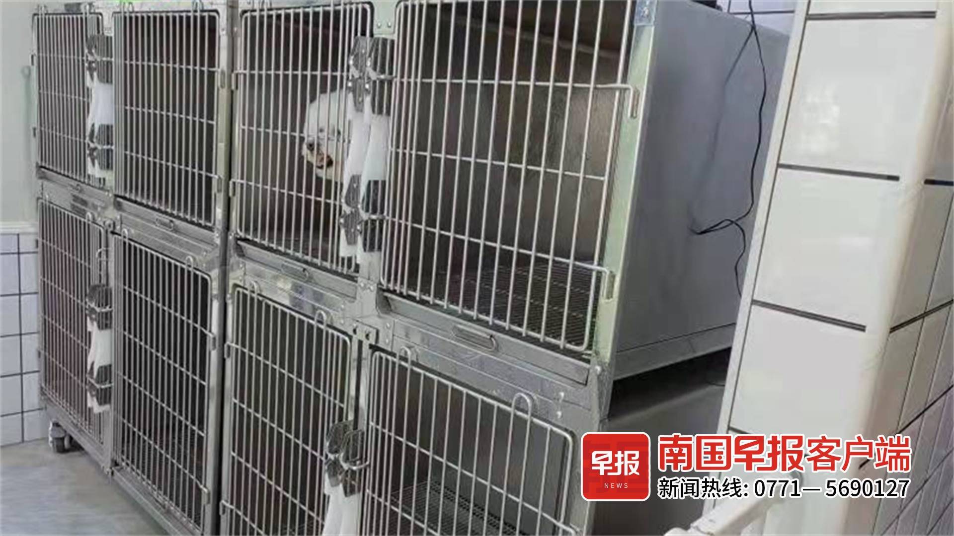 宠物店寄养一天10元南宁,南宁哪家猫咪寄养好