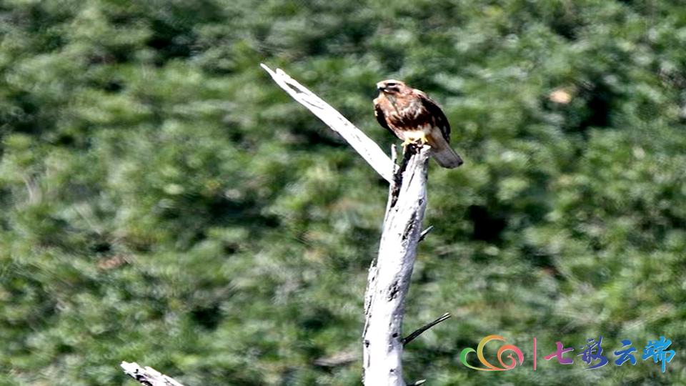 国家级保护动物游隼,国家保护动物游隼照片