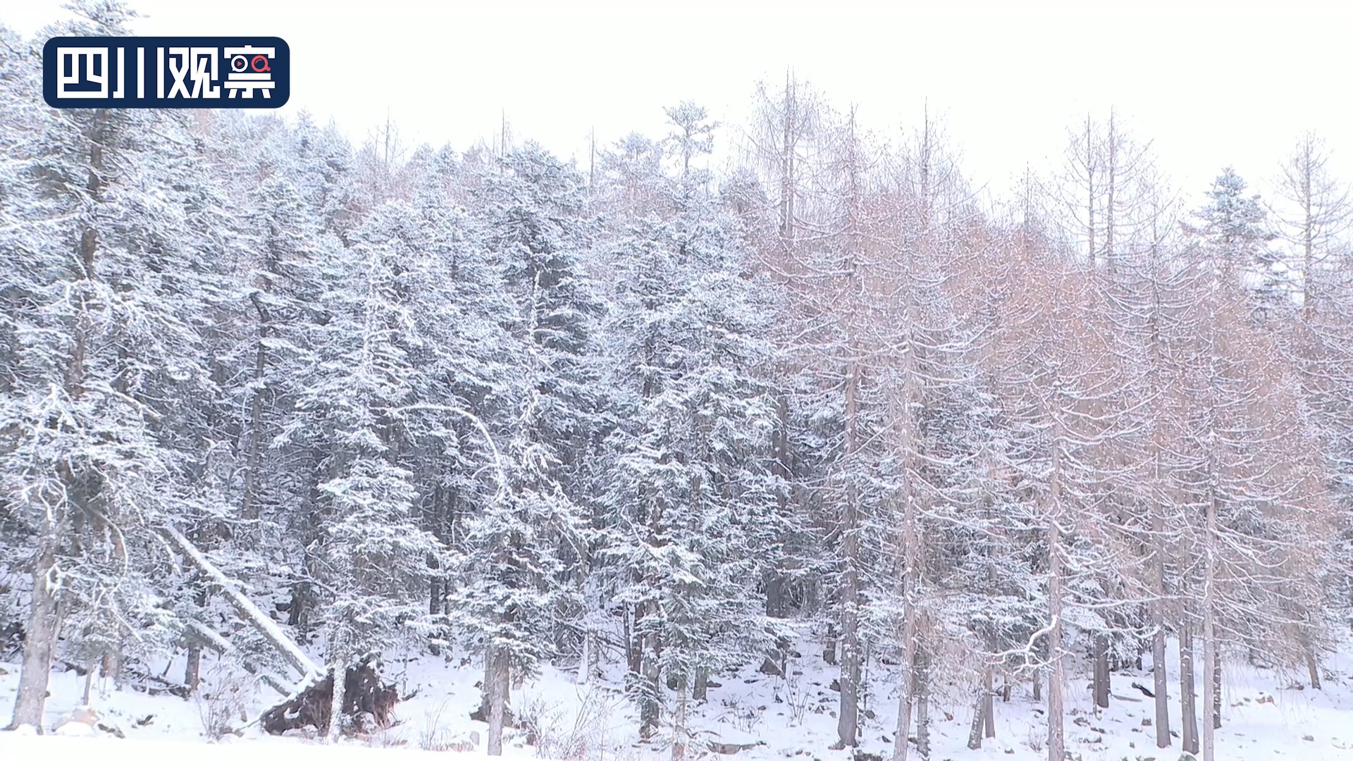 木格措门票19.9团购,5月19日木格措景区门票团购