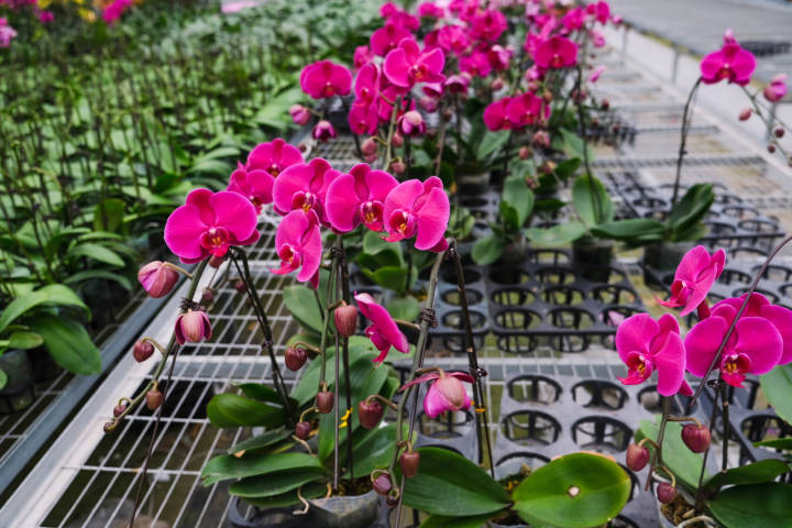 年销五六十万株，你家中摆的蝴蝶兰可能来自杭州这里！来小时晒元宵，送你年宵花